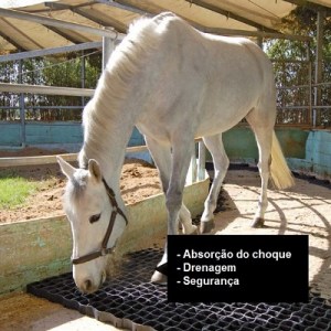 Equestre_1